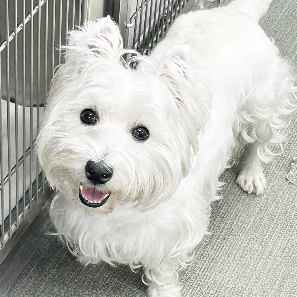 ☆生徒が撮影したモデル犬☆①